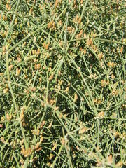 Ephedra foeminea