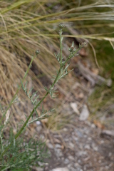 Centaurea vallesiaca