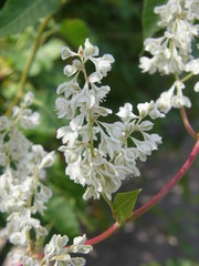 Fallopia baldschuanica