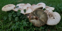 Chlorophyllum molybdites
