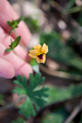 Goodenia trinervis