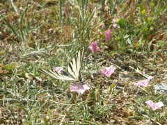 Iphiclides podalirius