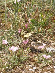 Iphiclides podalirius