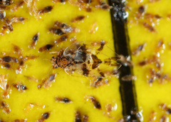 Bactericera maculipennis