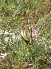 Iphiclides podalirius