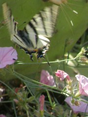 Iphiclides podalirius