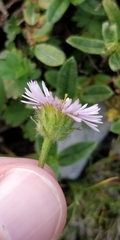Erigeron alpinus