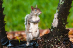 Sciurus carolinensis