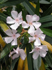 Nerium oleander