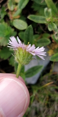 Erigeron alpinus