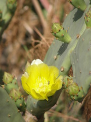 Opuntia