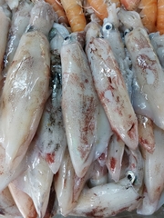 Loliginidae