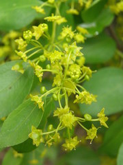 Paliurus spina-christi