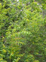 Paliurus spina-christi