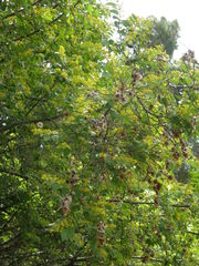 Paliurus spina-christi