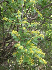 Paliurus spina-christi