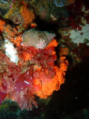 Tonnoidea