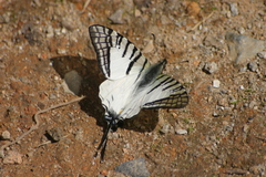 Graphium mandarinus