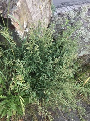 Chenopodium album pedunculare