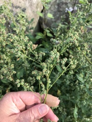 Chenopodium album pedunculare