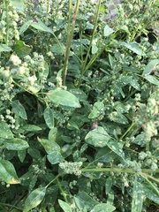 Chenopodium album pedunculare