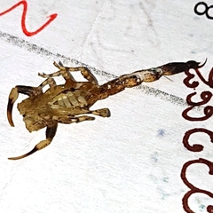 Lychas mucronatus
