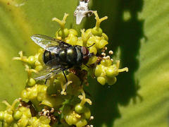 Calliphoridae