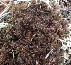 Cetraria muricata