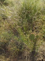 Bouteloua barbata rothrockii