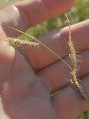 Bouteloua barbata rothrockii