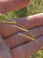 Bouteloua barbata rothrockii