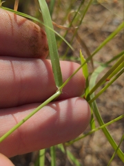 Bouteloua barbata rothrockii