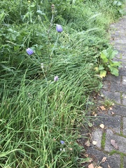 Cichorium intybus intybus