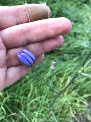 Cichorium intybus intybus