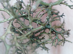 Cetraria muricata