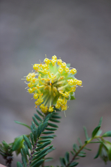 Pimelea suaveolens