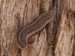 Trachylepis spilogaster