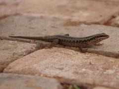Trachylepis spilogaster