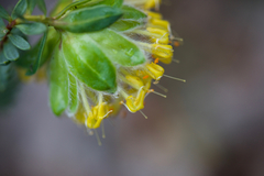 Pimelea suaveolens