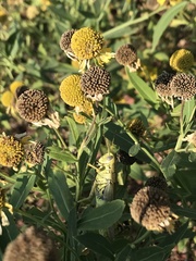 Melanoplus differentialis