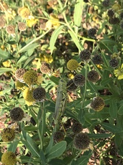 Melanoplus differentialis