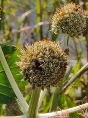 Eryngium yuccifolium