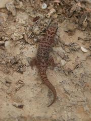 Pachydactylus weberi
