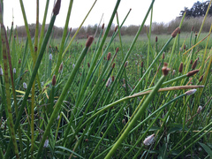 Eleocharis elegans