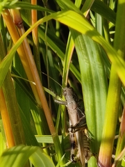 Melanoplus differentialis