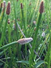 Eleocharis elegans