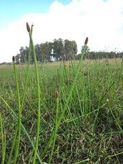 Eleocharis elegans