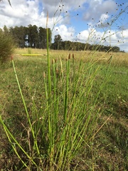 Eleocharis elegans
