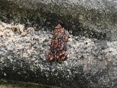Phrynomantis annectens