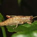 Wingless Grasshoppers - Photo (c) Colin Ralston, some rights reserved (CC BY-NC), uploaded by Colin Ralston